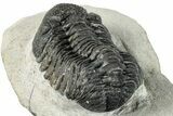 Bargain, Morocops Trilobite - Large Specimen #287374-3